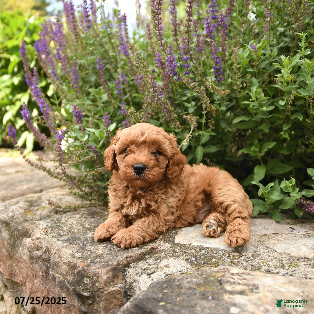 Cavapoo dogs for sale: Roman - Image 3