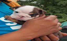 English Bulldog dogs for sale: Bulldog - Image 2