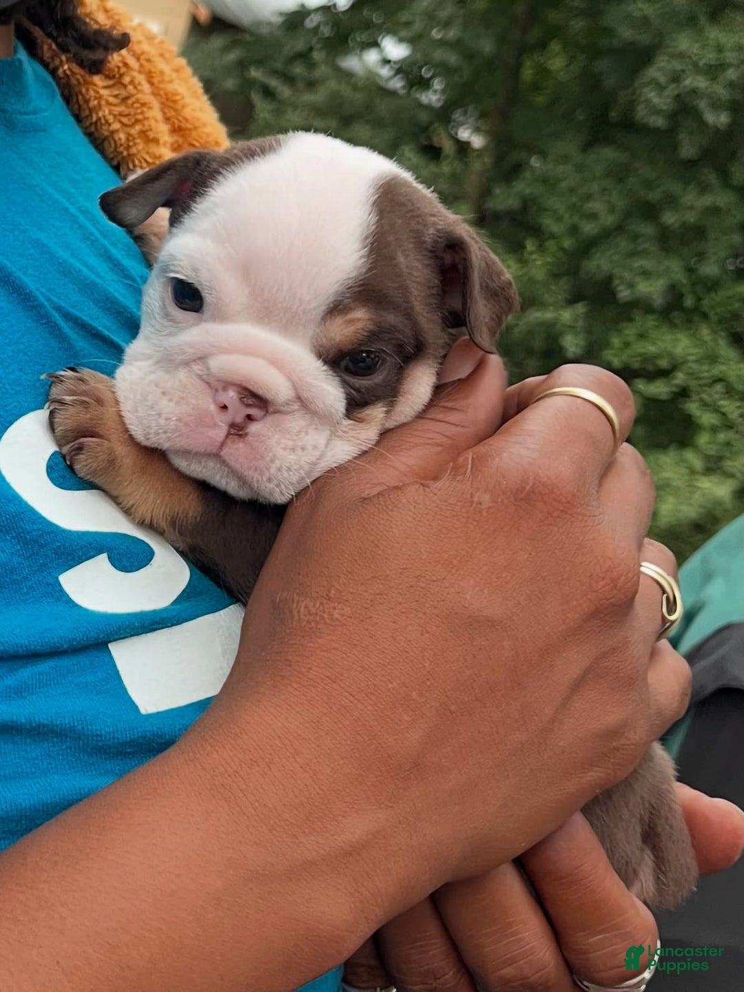 English Bulldog dogs for sale: Bulldog - Image 2