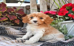 Cavapoo dogs for sale: Dakota - Image 2