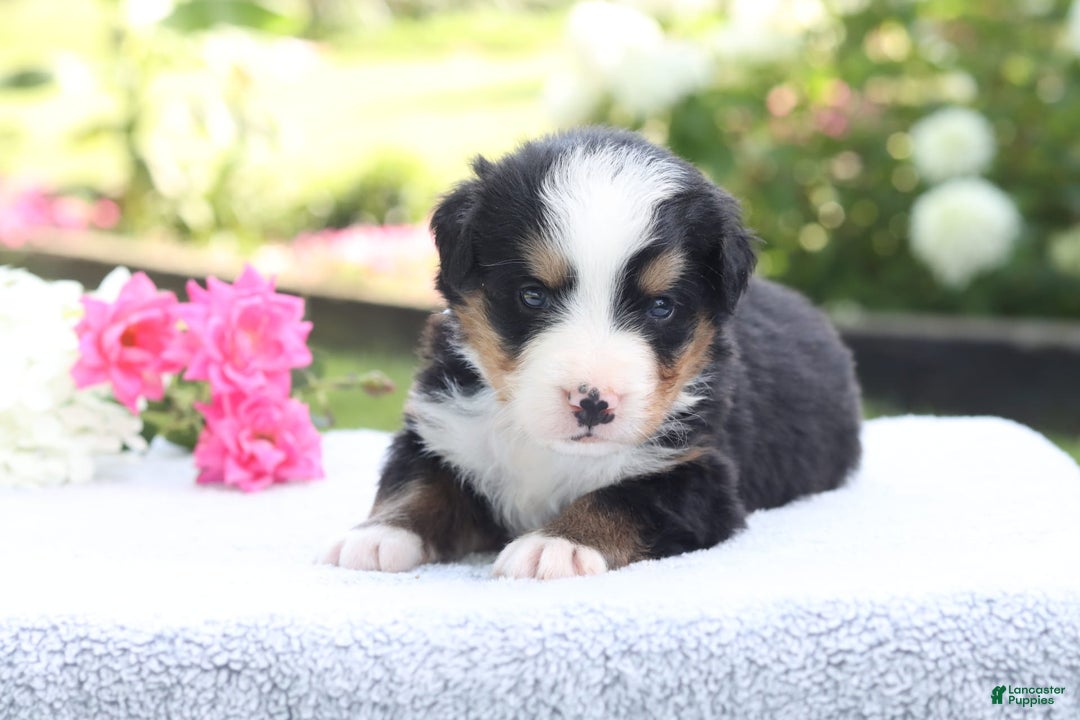 Bernese Mountain Dog dogs for sale: Porter AKC - Image 4
