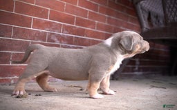 American Bully dogs for sale: Lilac tri boy - Image 1