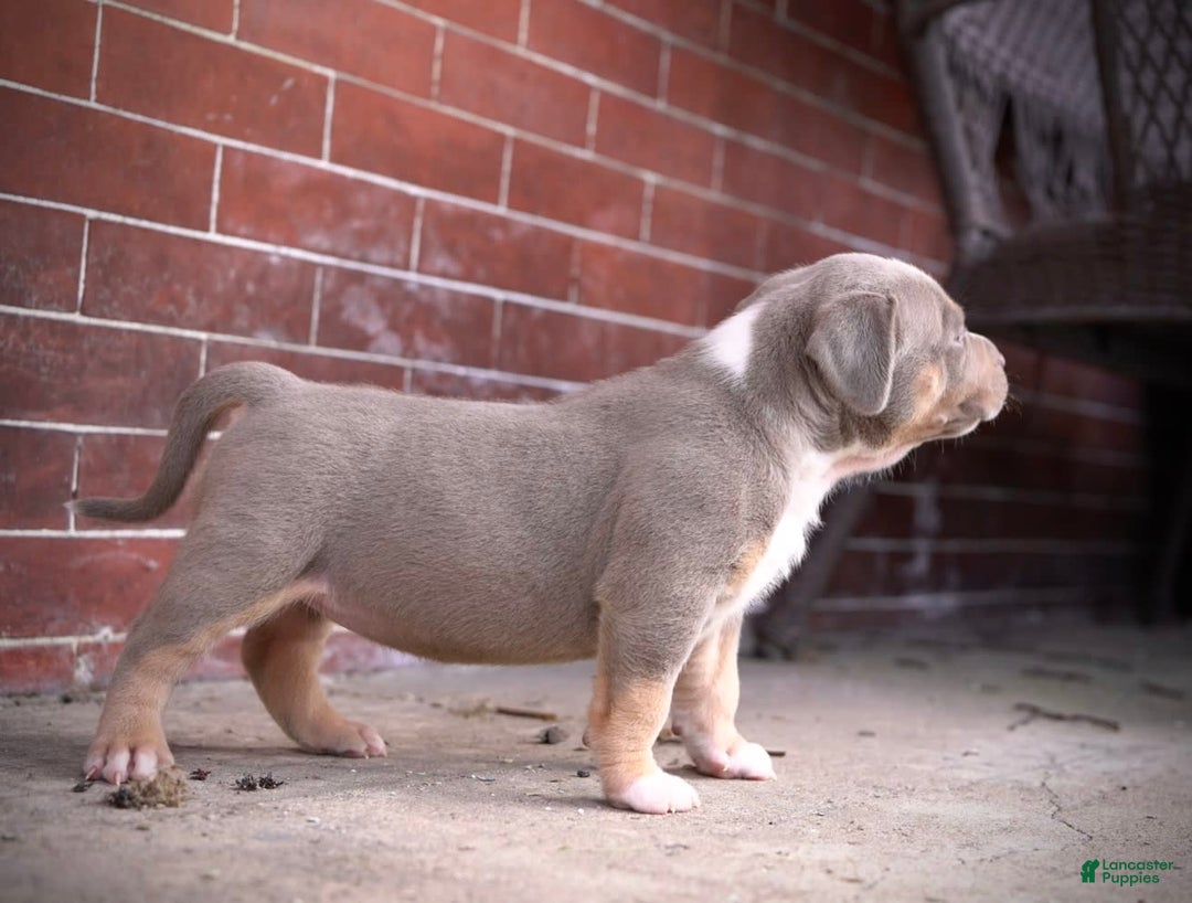 American Bully dogs for sale: Lilac tri boy - Image 1