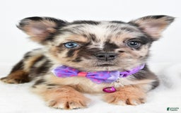 French Bulldog dogs for sale: Cookie - Image 1