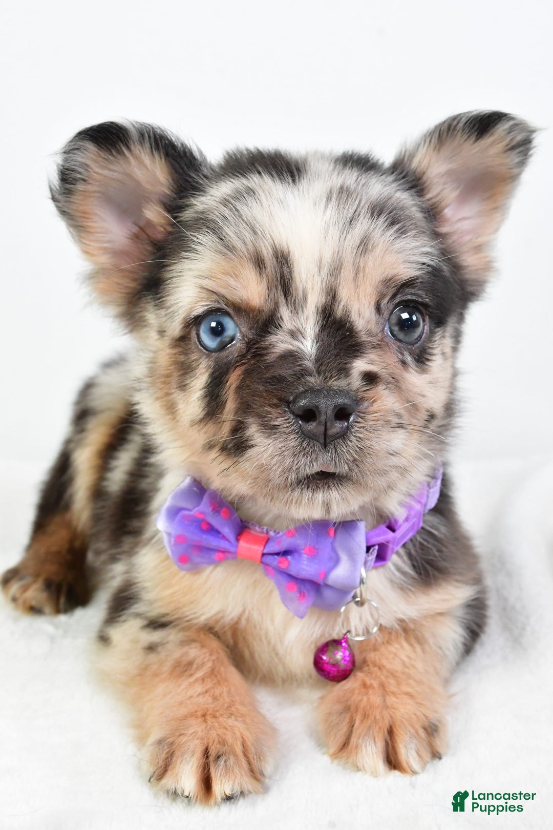 French Bulldog dogs for sale: Cookie - Image 1