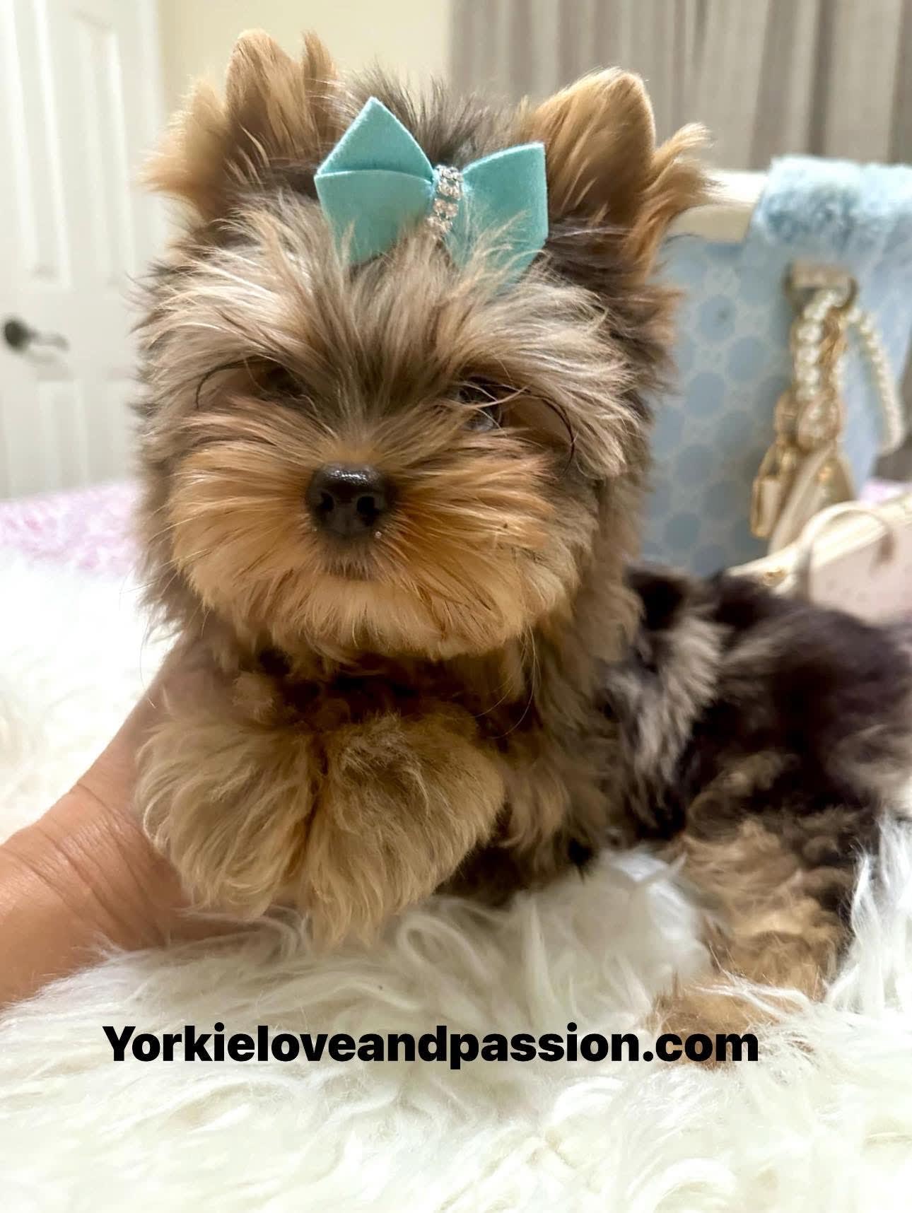Yorkshire Terrier dogs for sale: Yorkshire Terrier 5 puppies - Image 5