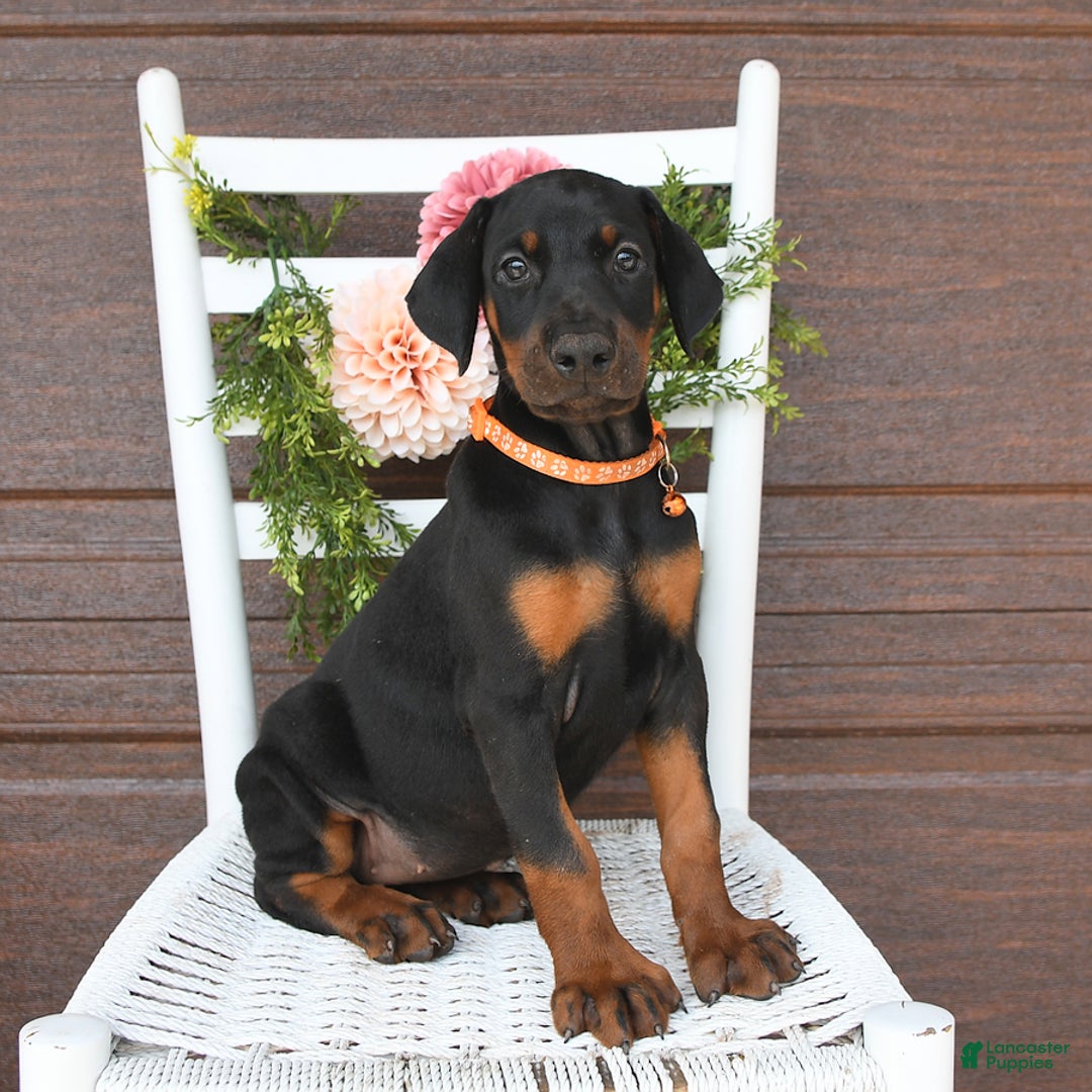 Doberman Pinscher dogs for sale: Annie - Image 1