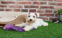 Miniature Schnauzer dogs for sale: Miniature Schnauzer 6 puppies - Image 20