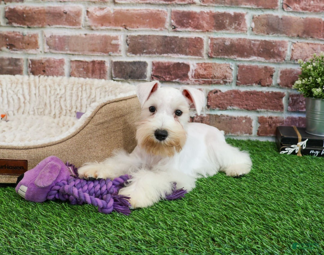 Miniature Schnauzer dogs for sale: Miniature Schnauzer 6 puppies - Image 20