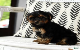 Yorkshire Terrier dogs for sale: Daisy - Image 2