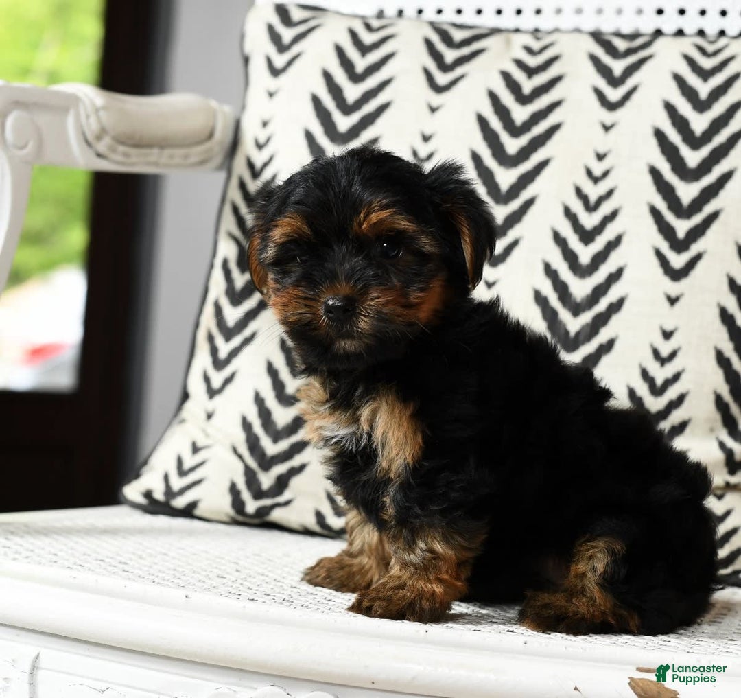 Yorkshire Terrier dogs for sale: Daisy - Image 2