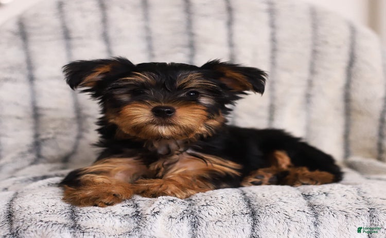Yorkshire Terrier dogs for sale - Ad 1