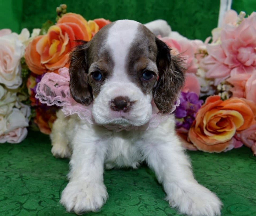 Cocker Spaniel dogs for sale: Brandychocolatetanpartimerlecockerpuppy - Image 4