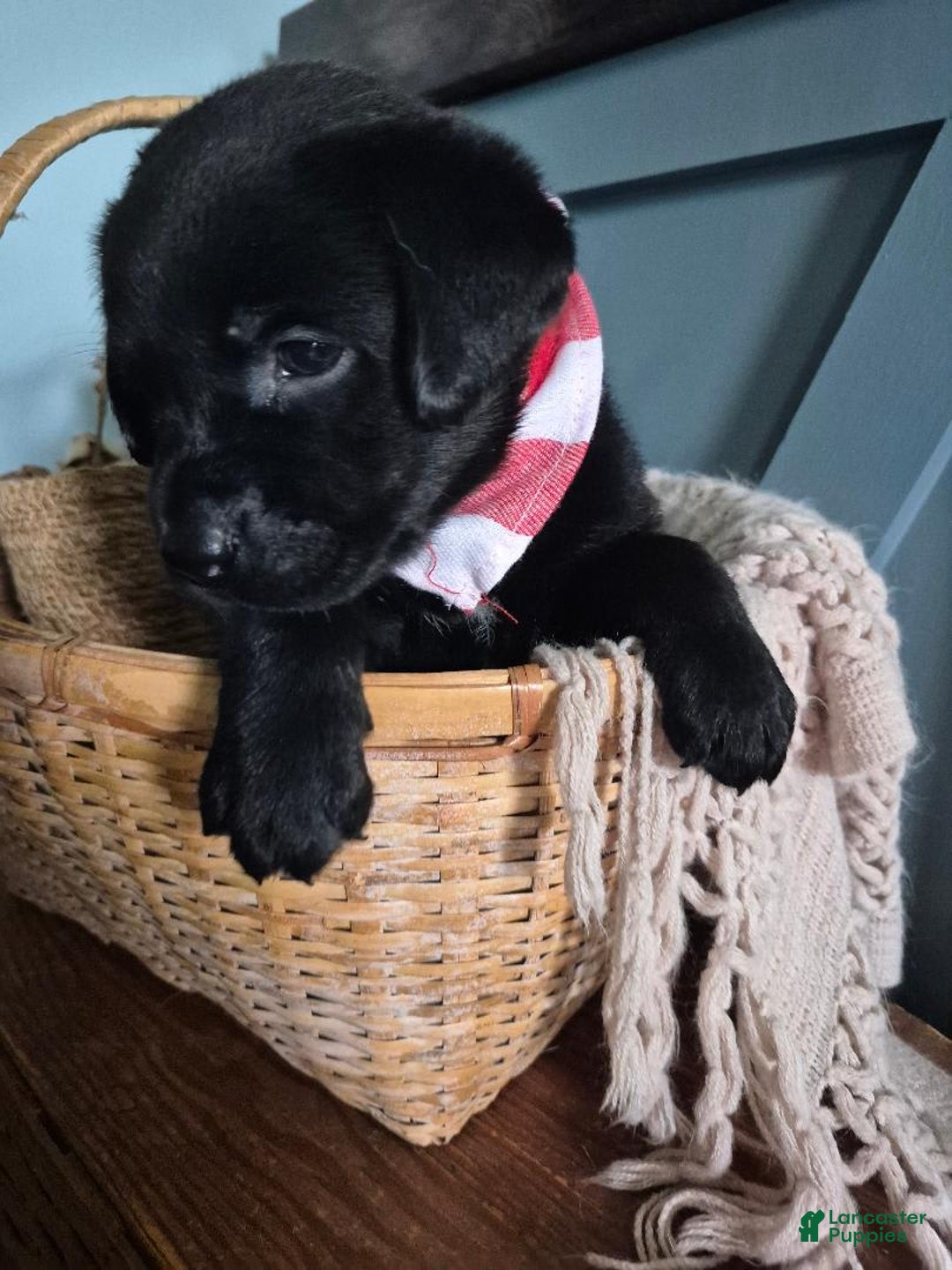 Labrador Retriever dogs for sale: Darryl Philbin - Image 3