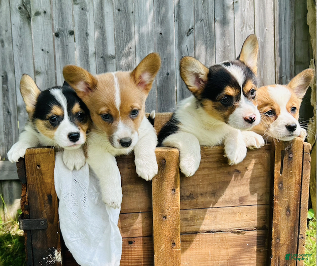 Welsh Corgi Pembroke dogs for sale: Hazel - Image 1