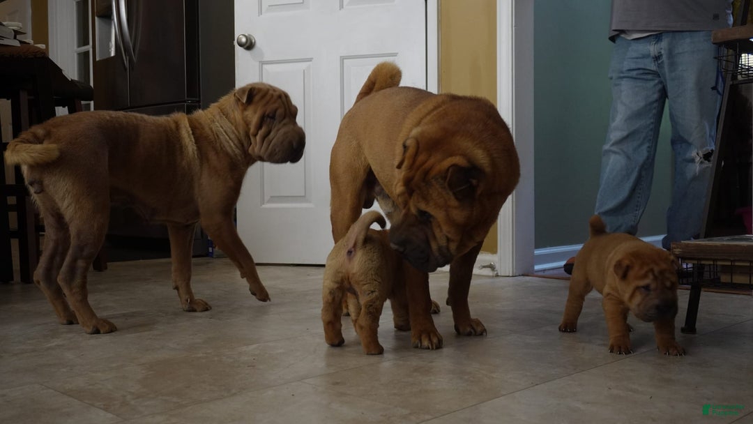 Shar Pei dogs for sale: Tati - Image 4