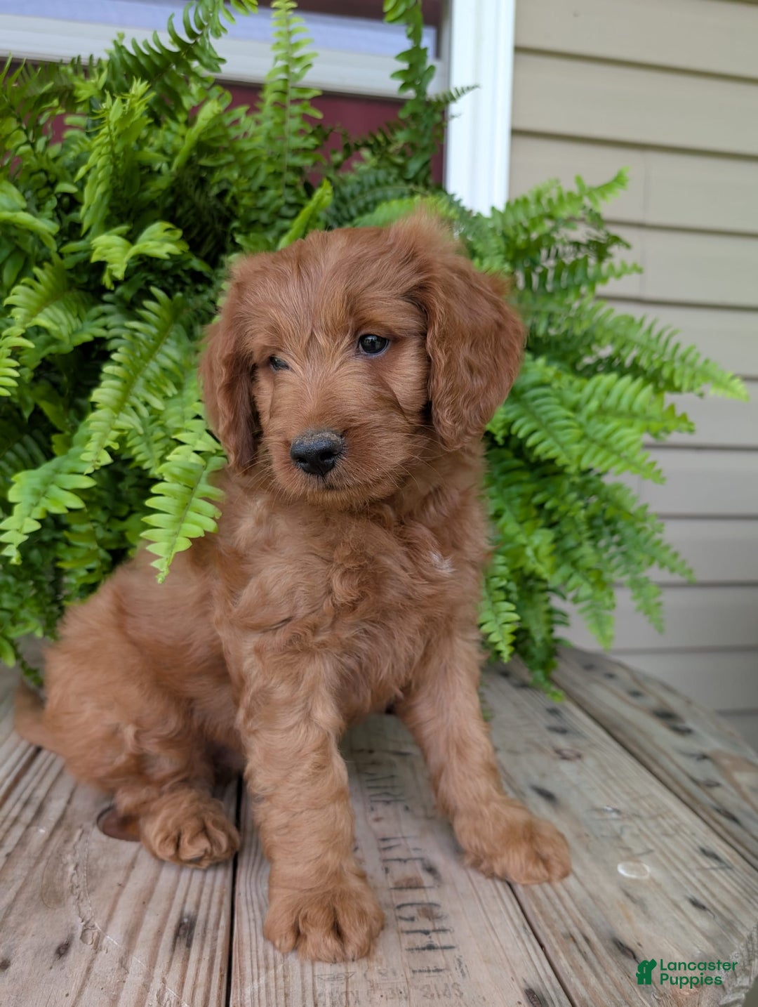 Goldendoodle dogs for sale: Ben - Image 14