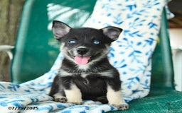 Pomsky dogs for sale: Rio - Image 3