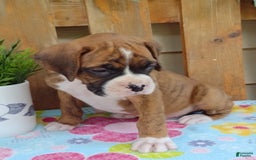 Boxer dogs for sale: Rocket - Image 10