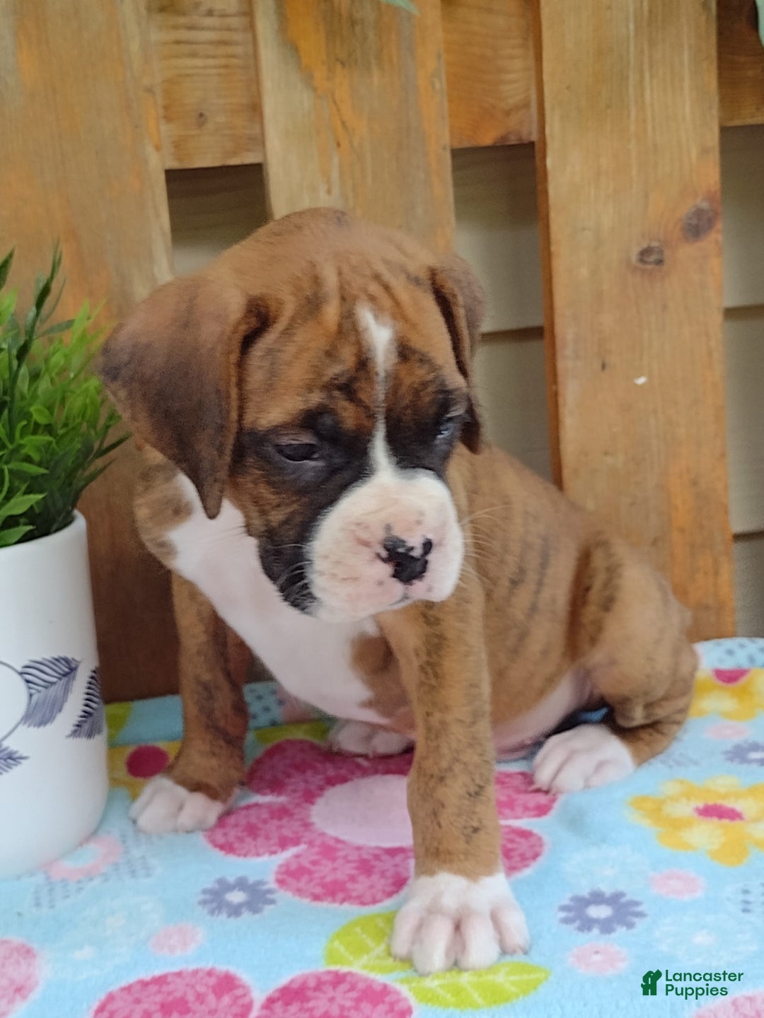 Boxer dogs for sale: Rocket - Image 10