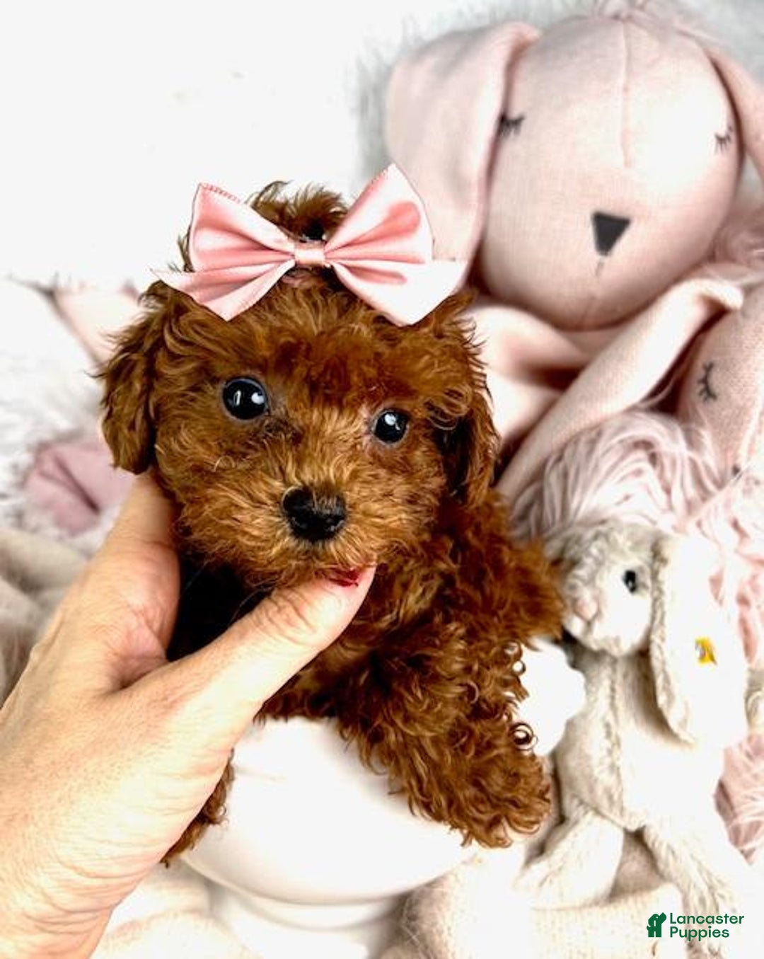 Toy Poodle dogs for sale: Pammy - Image 3