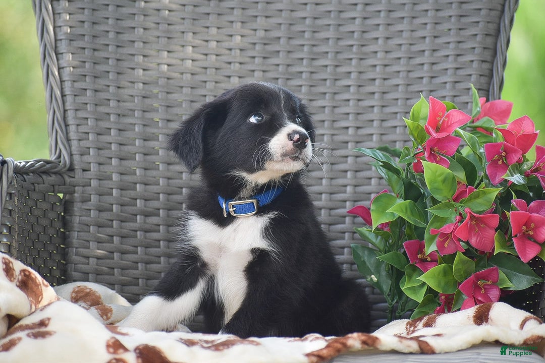 Border Collie dogs for sale: Bryce - Image 5