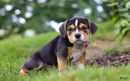 Beabull dogs for sale: Sadie - Image 2