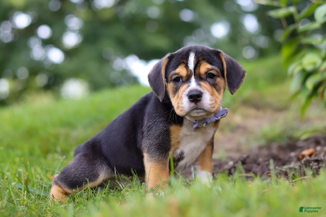 Beabull dogs for sale: Sadie - Image 2
