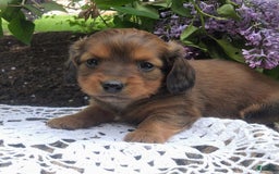 Miniature Dachshund dogs for sale: Scout - Image 3