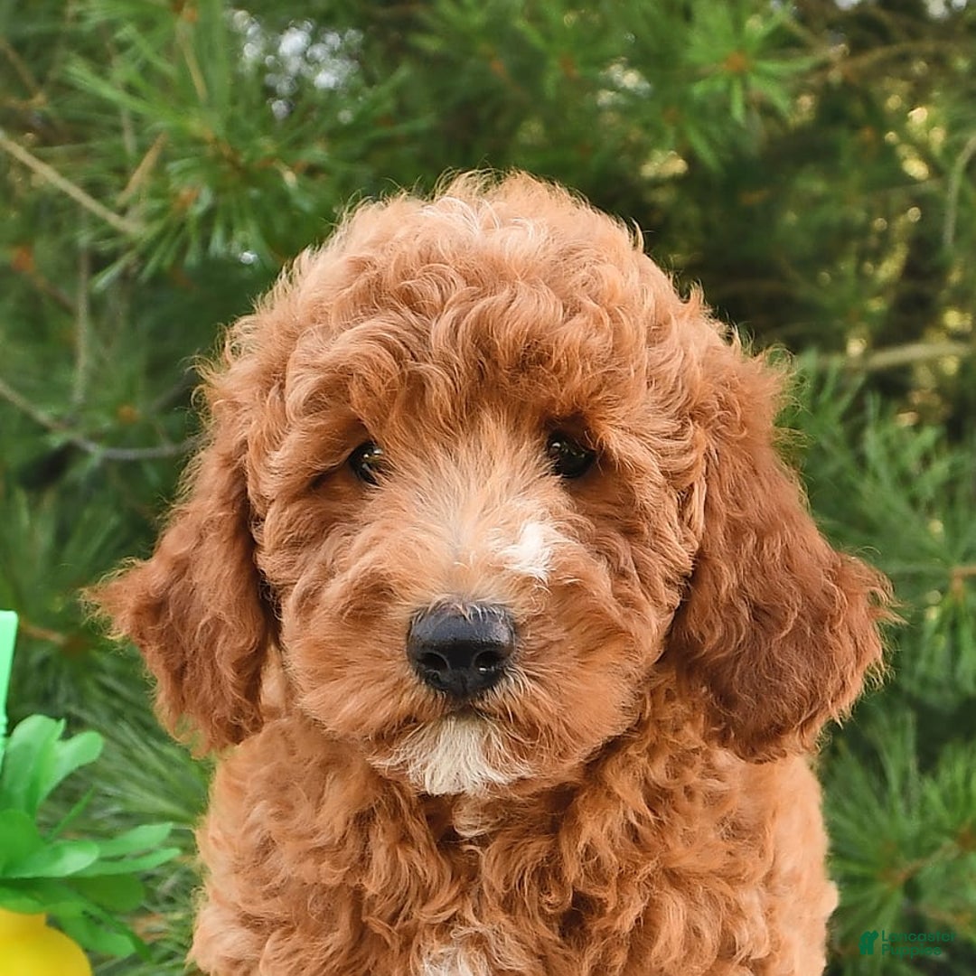 Mini Goldendoodle dogs for sale: Edger - Image 3