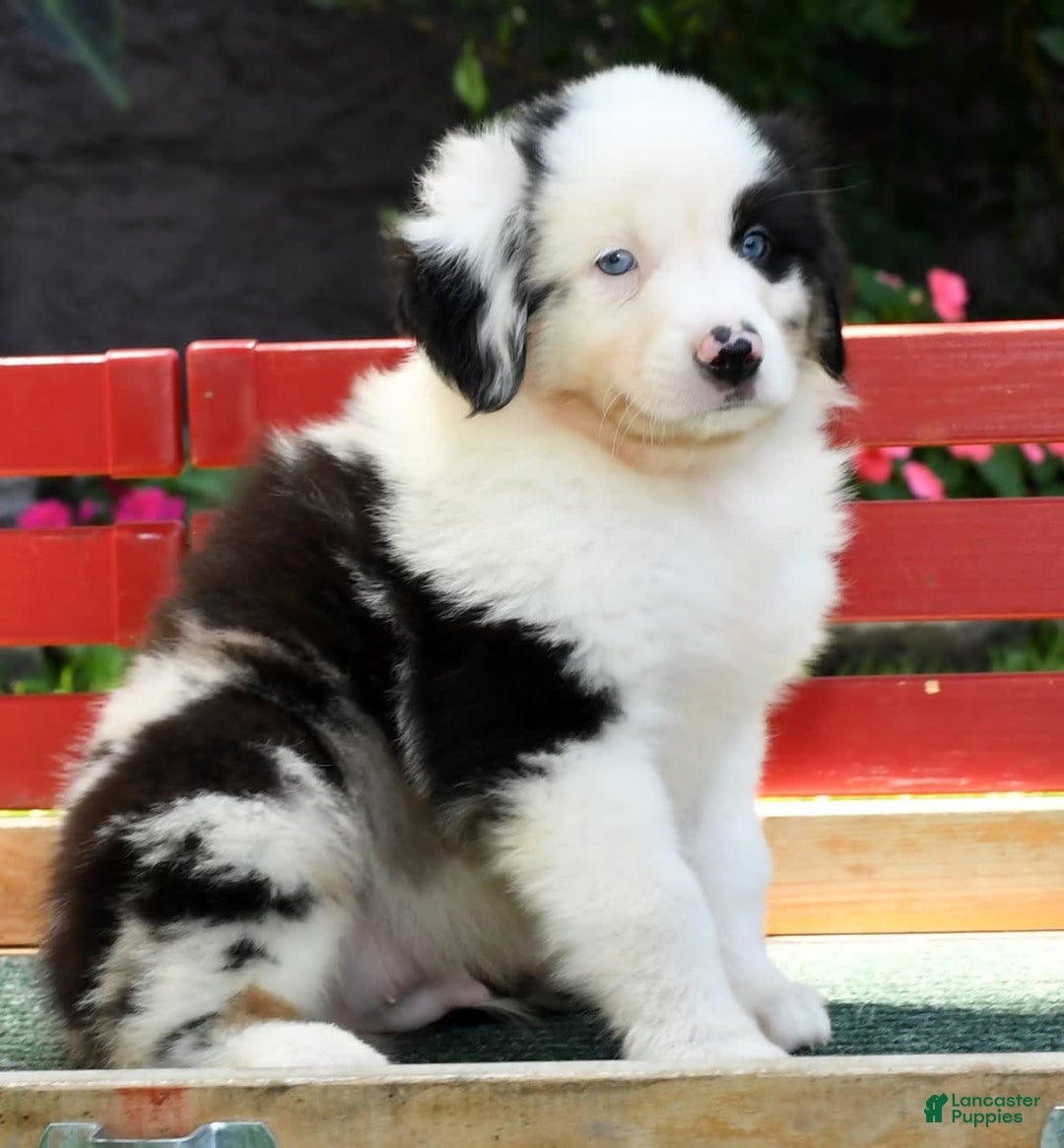 Australian Shepherd dogs for sale: Bingo - Image 4