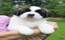 Saint Bernard dogs for sale: Holly - Image 10