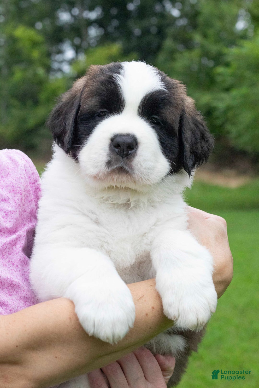 Saint Bernard dogs for sale: Holly - Image 10