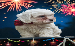 Cavapoo dogs for sale: Bambi - Image 1