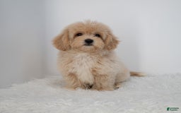 Maltipoo dogs for sale: Agustin - Image 3