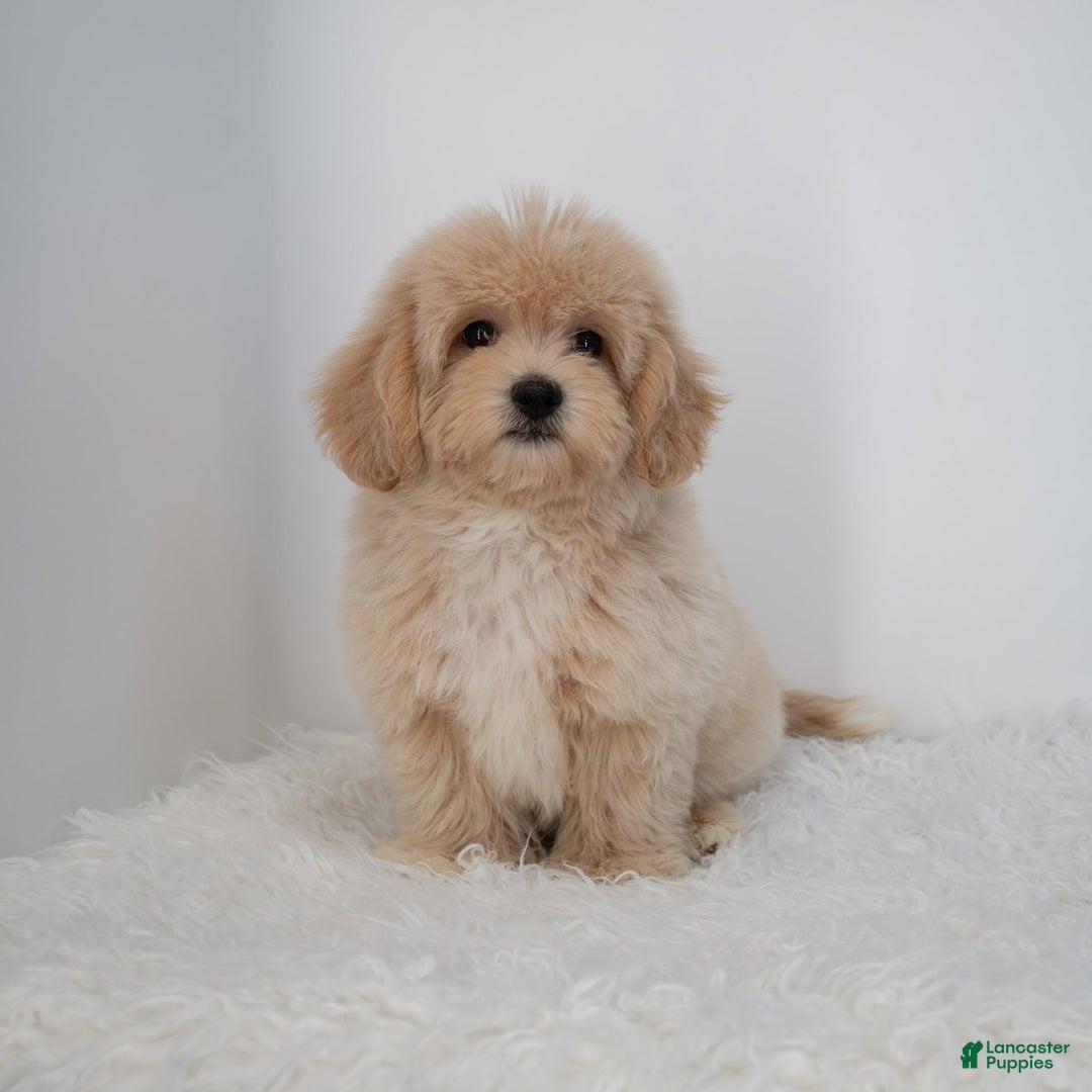 Maltipoo dogs for sale: Agustin - Image 3