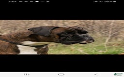 Boxer dogs for sale: Beautiful European Health Tested Parents - Listing for pets: Beautiful European Health Tested Parents, Brady European Boxer health tested, Cream De Coco, Lilly European - Image 2