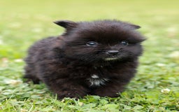 Pomeranian dogs for sale: Leno - Image 1