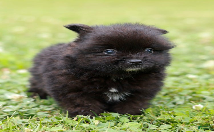 Pomeranian dogs for sale - Ad 3