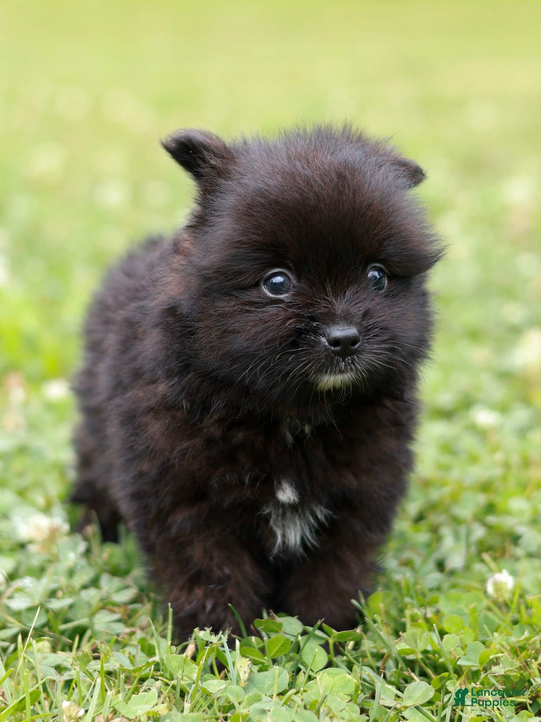 Pomeranian dogs for sale: Leno - Image 1