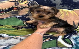Yorkshire Terrier dogs for sale: Blue3 - Image 1