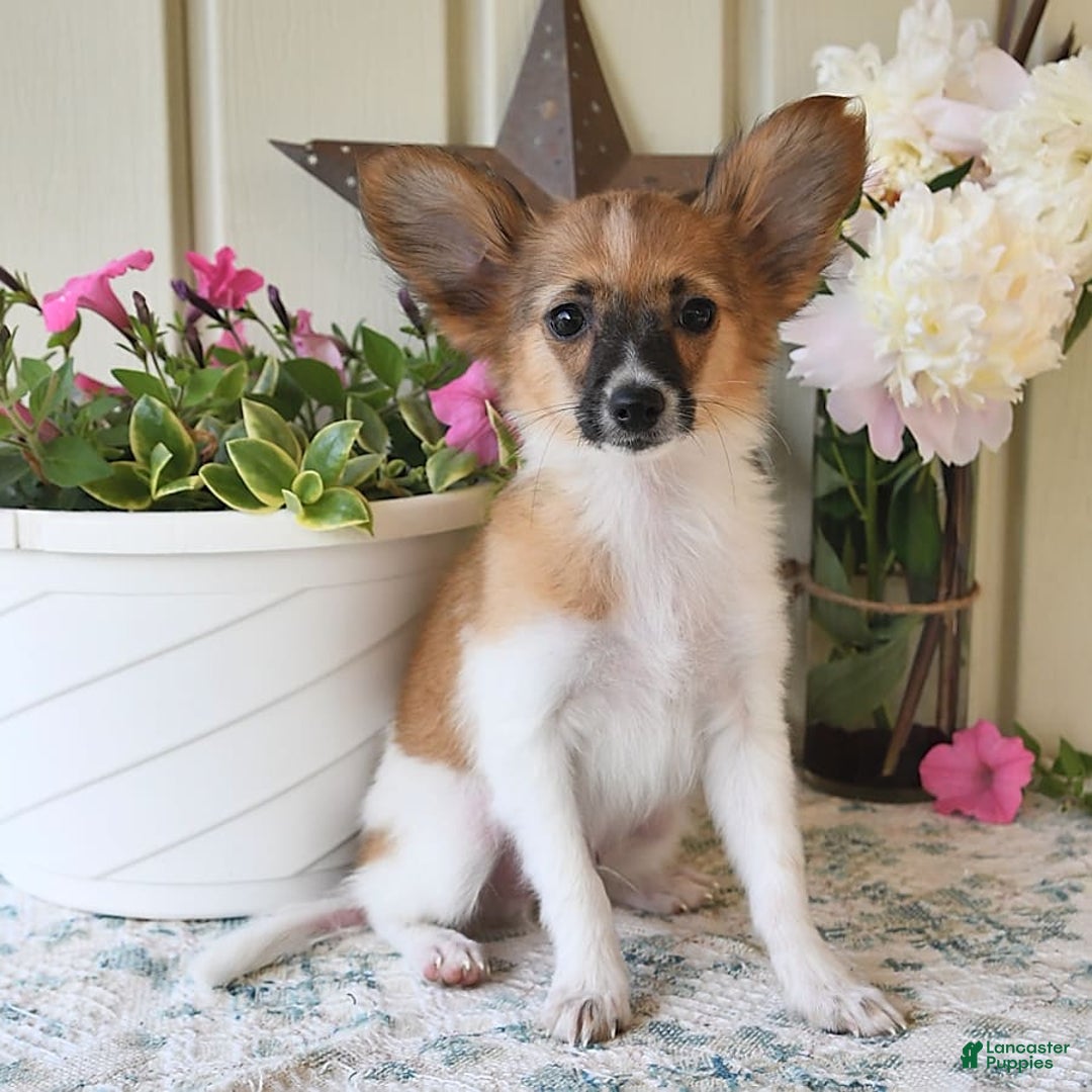 Papillon dogs for sale: Pluto - Image 11