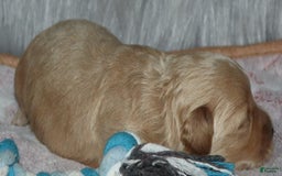 Havapoo dogs for sale: Chase - Image 8