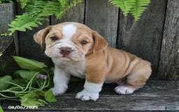 Beabull dogs for sale: Beabull 8 puppies - Image 22