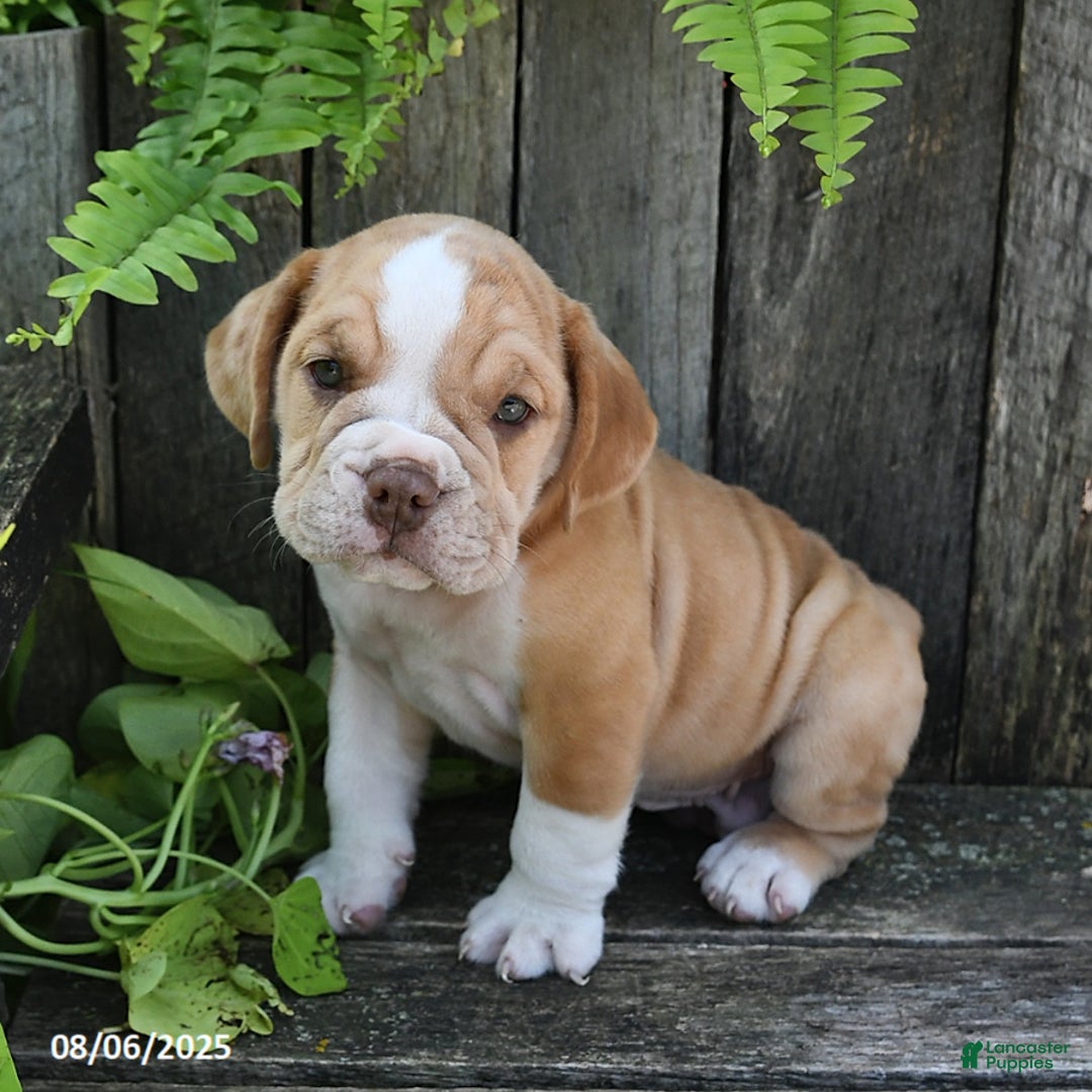 Beabull dogs for sale: Beabull 8 puppies - Image 22