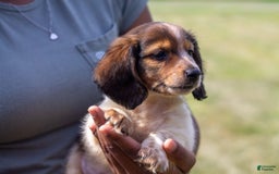 Miniature Dachshund dogs for sale: Bear - Image 6