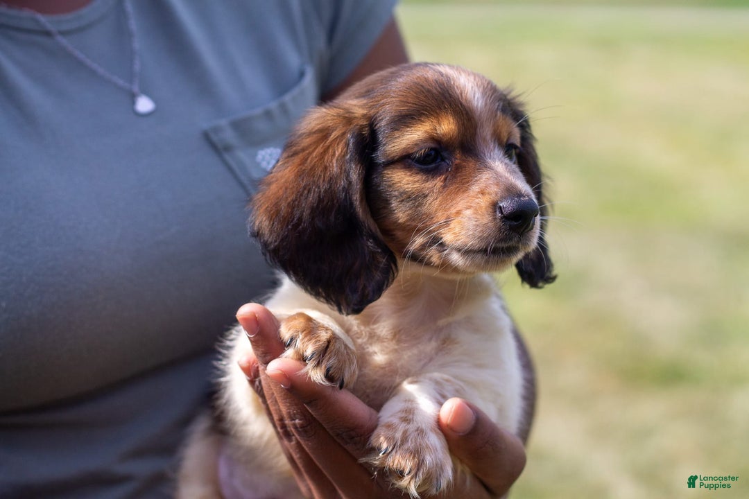 Miniature Dachshund dogs for sale: Bear - Image 6