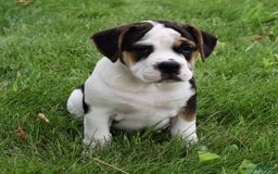 Beabull dogs for sale: Taffy - Image 6