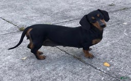 Miniature Dachshund dogs for sale: Griffin - Image 11