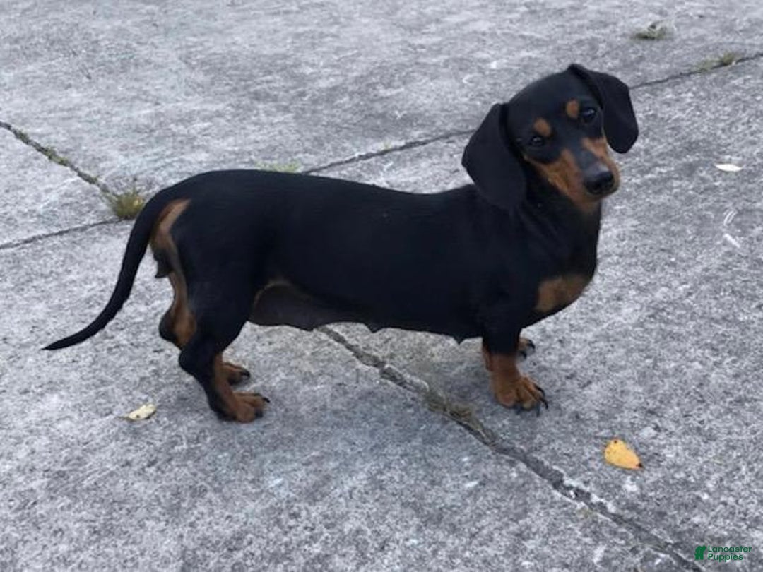 Miniature Dachshund dogs for sale: Griffin - Image 11